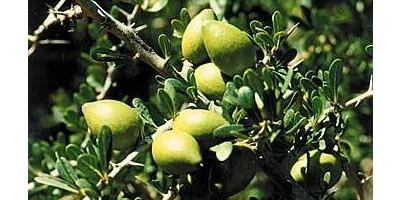 Moroccan Beauty Secret Now Available In America